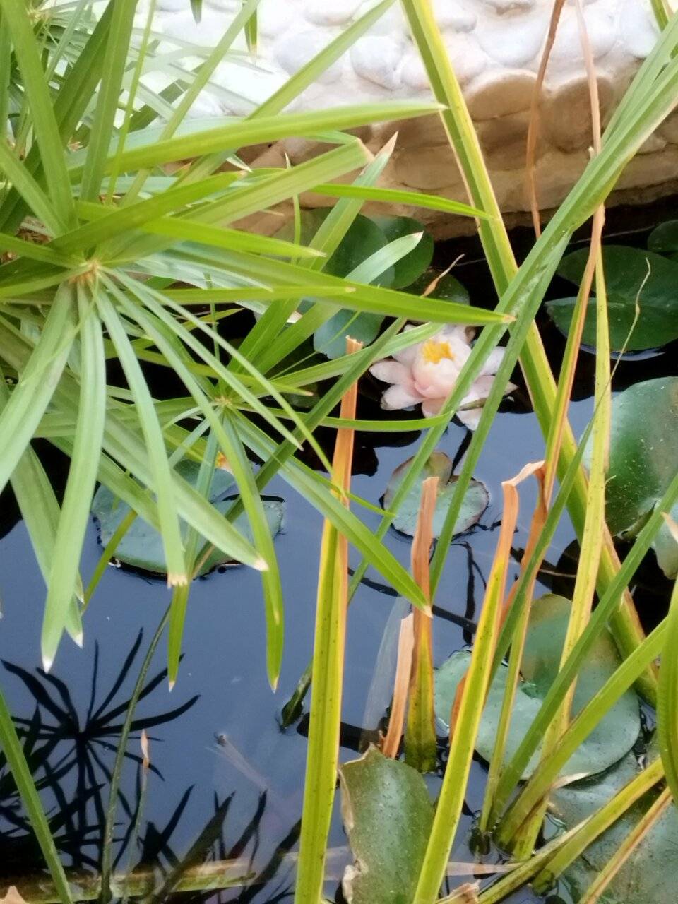 Фото Гостиницы Парадиз Николаевка 174